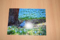 Photo7